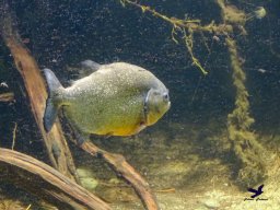 Tiergarten Schönbrunn am 27.01.2026